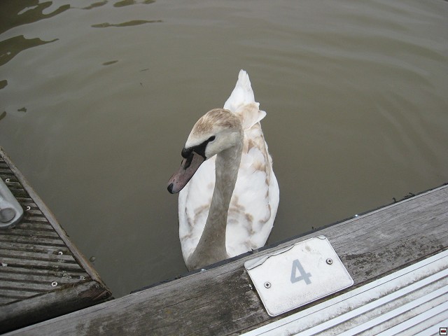 img00038.jpg
