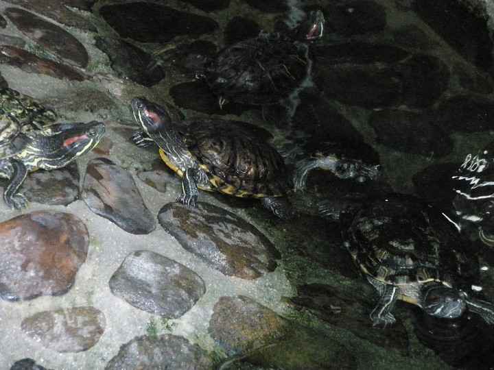 img00032.jpg