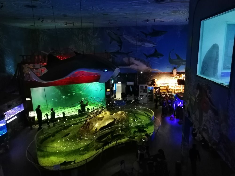 87951743 1391630224350586 6127412159375736832 o